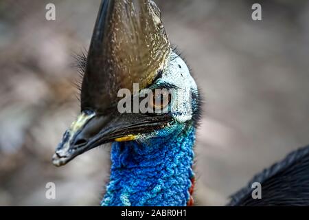 Eine Nahaufnahme des Gesichts eines cassowary Vogel Stockfoto