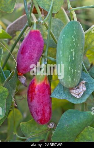 Tindora' Coccinia grandis' Rebsorten, reife rote Früchte, grün gestreift, auch bekannt als Ivy Gourd, Scarlet Kürbis, Thai Spinat, Tondli, Stockfoto