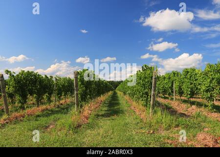 Lodi, NY, USA - 31. Juli 2019: Vorderansicht des Weinberg Zeilen in Finger Lakes Weingüter im Sommer, Boundary Pausen Weinberg, Weingut Stockfoto