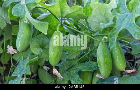 Tindora' Coccinia grandis'Vine, grün gestreiften Reifung auf Reben, auch bekannt als Ivy Gourd, Scarlet Kürbis, Thai Spinat, Kovai. Stockfoto