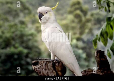 Eine australische white Cockatoo, stehend auf einem Baumstumpf in einem Busch Einstellung Stockfoto