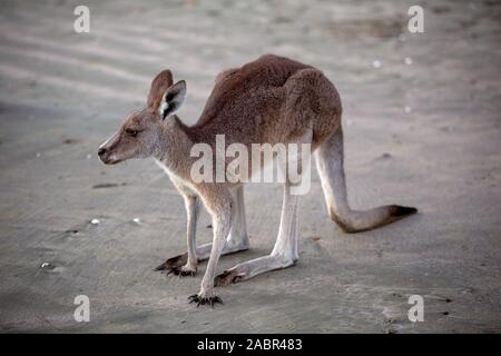 Australische Känguru in der Nähe stehend auf Sand am Strand bei Sonnenaufgang Stockfoto