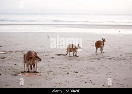 Australische Kängurus füttern am Strand von Cape Hillsborough Stockfoto