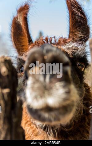 Portrait von ein Lama in ein Stift, nähert sich die Kamera in eine merkwürdige Art und Weise Stockfoto