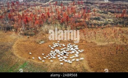 Peking, China. 27 Nov, 2019. Luftaufnahme auf Nov. 27, 2019 zeigt Schafe Roaming in der chinesischen Lärchenwald in Xuyi County getroffen, im Osten der chinesischen Provinz Jiangsu. Credit: Yang Lei/Xinhua/Alamy leben Nachrichten Stockfoto