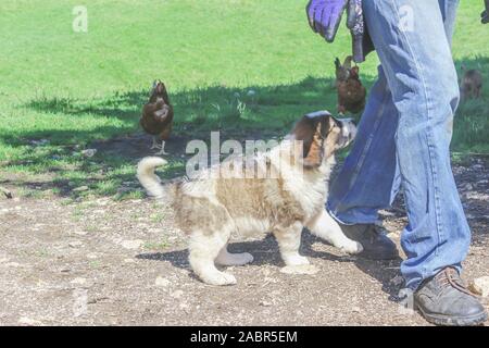 Tornjak aus Vlasic, Welpen, Viehzucht guardian Hund, LGD, bosnischen Hund Stockfoto