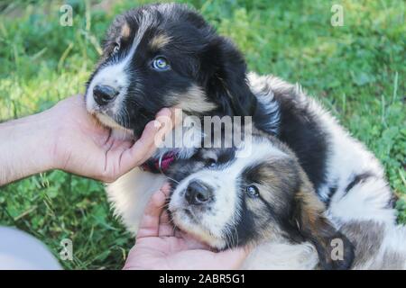 Tornjak aus Vlasic, Welpen, Viehzucht guardian Hund, LGD, bosnischen Hund Stockfoto