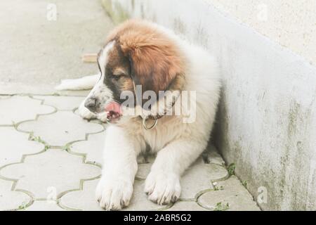 Tornjak aus Vlasic, Welpen, Viehzucht guardian Hund, LGD, bosnischen Hund Stockfoto