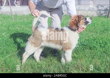 Tornjak aus Vlasic, Welpen, Viehzucht guardian Hund, LGD, bosnischen Hund Stockfoto