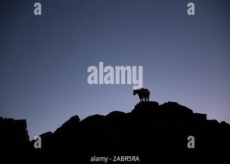 Eine felsige Schneeziege (Oreamnos americanus) Silhouette während der Dämmerung. In Valhalla Provincial Park in der West Kootenays von British Columbia Kanada. Stockfoto