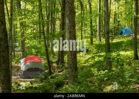 Zwei Camping-Zelte im Wald und ein Zelt auf einem Hügel, Unterholz, Natur, rustikale Zeltplätze Stockfoto