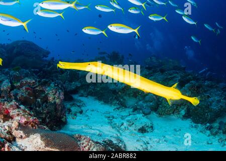 Eine gelbe Trompetenfisch auf Koh Tachai Insel in Thailand. Stockfoto