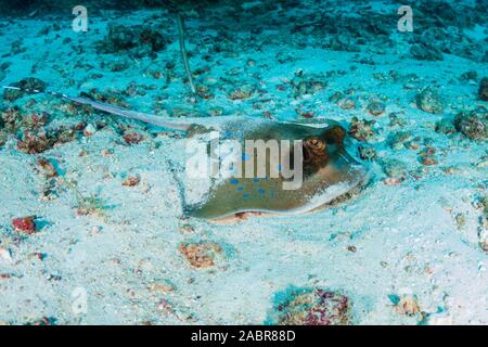 Ein blue-Spotted Stingray's Kuhl auf dem sandigen Boden auf einem dunklen tropischen Korallenriff der Similan Inseln Stockfoto