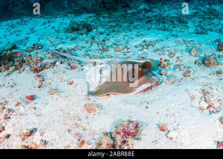 Ein blue-Spotted Stingray's Kuhl auf dem sandigen Boden auf einem dunklen tropischen Korallenriff der Similan Inseln Stockfoto