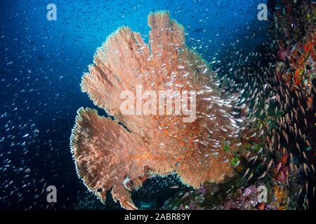 Große zarte Seefächern und tropische Fische in einem Korallenriff in Thailand Stockfoto