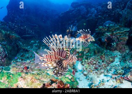 Feuerfische auf einem dunklen, düsteren tropischen Korallenriff