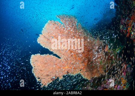 Große zarte Seefächern und tropische Fische in einem Korallenriff in Thailand Stockfoto