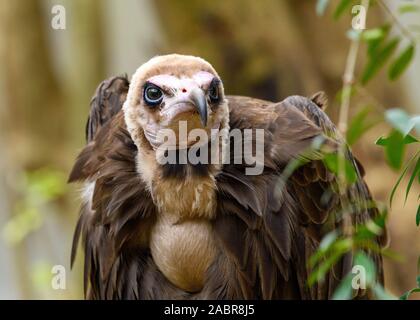 Hooded Vulture (Necrosyrtes monachus) Close-up Detail Gesicht Stockfoto