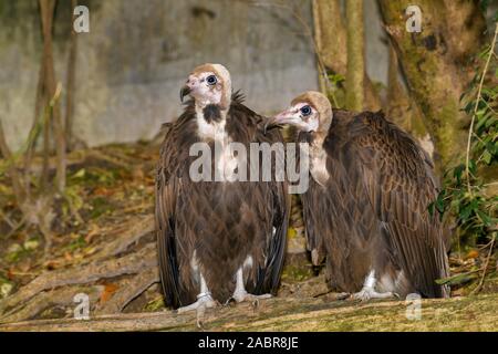 Paar Hooded Geier (Necrosyrtes monachus) auf einem Baumstamm gehockt Stockfoto