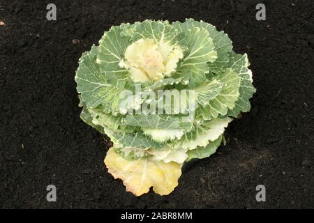 Zierpflanzen Grünkohl (Brassica oleracea var. acephala) ist genetisch identisch mit essbaren Kale sieht aber nicht so gut schmecken, wie kulinarische Kale., Stockfoto