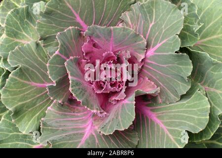 Zierpflanzen Grünkohl (Brassica oleracea var. acephala) ist genetisch identisch mit essbaren Kale sieht aber nicht so gut schmecken, wie kulinarische Kale., Stockfoto