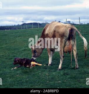 NEUGEBORENES KALB MIT SEINER MUTTER, LANDGUT, VICTORIA, AUSTRALIEN. Stockfoto