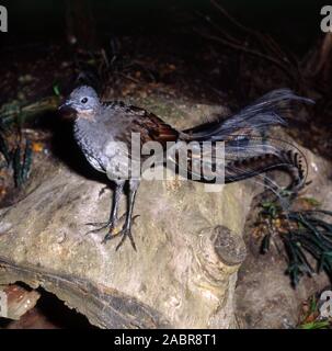 Hervorragende Leierschwanz-vogels (MENURA NOVAEHOLLANDIAE) Australien. Das Männchen hat einen reich verzierten SCHWANZ MIT SPEZIELLEN gebogenen Federn, IM DISPLAY AUSSEHEN WIE EINE LEIER. Stockfoto