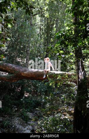 Eine junge schöne Frau auf einem Stamm einer alten gefallenen Baum im Regenwald, Australien sitzen. Royal National Park, New South Wales. Stockfoto