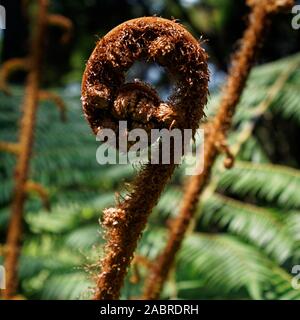 Eine neue Farn Wedel als Koru gerade beginnt, in ein neues Blatt, Neuseeland zu entfalten. Stockfoto