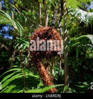 Eine neue Farn Wedel als Koru gerade beginnt, in ein neues Blatt, Neuseeland zu entfalten. Stockfoto