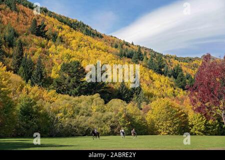 Im Herbst hat die Blätter zu brillanten Farben auf der Seite eines Hügels hinter einem Park in Neuseeland gedreht Stockfoto