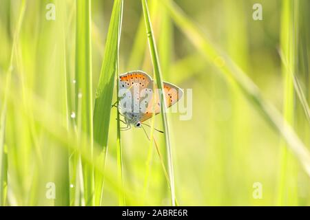 Butterfly (große Kupfer) an einem Frühlingsmorgen. Stockfoto