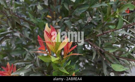 Australische rose Apple wachsen in den Vordergrund und unscharfen Hintergrund vieler Pflanzen im Garten Stockfoto