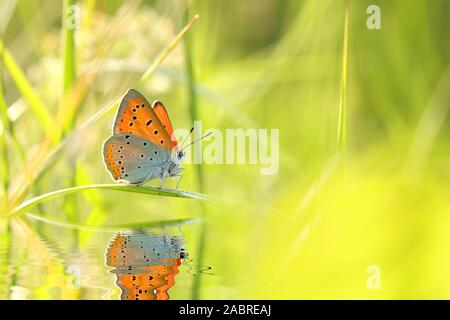 Butterfly (große Kupfer) an einem Frühlingsmorgen. Stockfoto