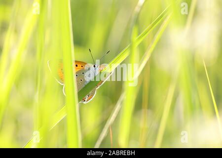 Butterfly (große Kupfer) an einem Frühlingsmorgen. Stockfoto