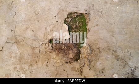 Green Moss auf eine Mauer, geeignet für die Verwendung als Hintergrundbild Stockfoto