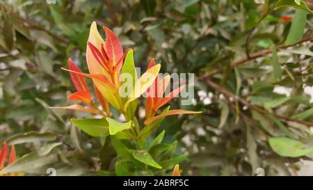 Australische rose Apple wachsen in den Vordergrund und unscharfen Hintergrund vieler Pflanzen im Garten Stockfoto