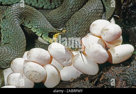 Ringelnatter (Natrix natrix). Frauen mit einer Kupplung der Eier in einem Verrottenden, Zerlegen, Holzstapel neben Arbeiten Holzplatz gelegt. Norfolk. Juli. Stockfoto