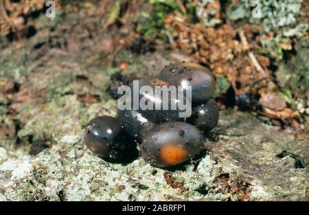 GEWÖHNLICHE oder VIVIPARÖSE EIDECHSE, ZOOTOCA (Lacerta), vivipara. In Europa sind die Populationen weit verbreitet, einige sind eiskalt, andere leben lebhaft jung. Stockfoto