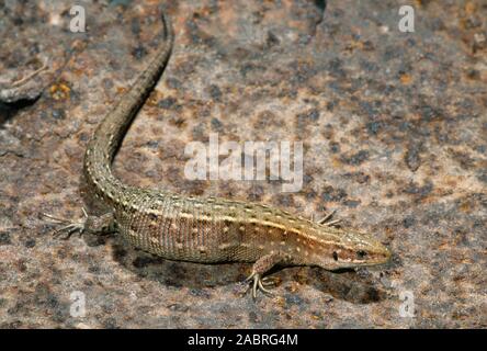 Gemeinsame oder VIVIPAR EIDECHSE Zootoca (Lacerta vivipara). Lacerta vivipara. Gravid oder schwangere Frauen mit Sonnenbaden auf korrodierte Blech. Juli. Norfolk. Stockfoto