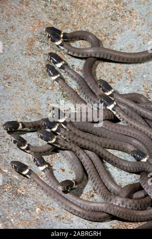 Ringelnatter (Natrix natrix). Jung, jugendlich, hatchling" Dispergieren von Nest Website.) Überlebensstrategie. Stockfoto