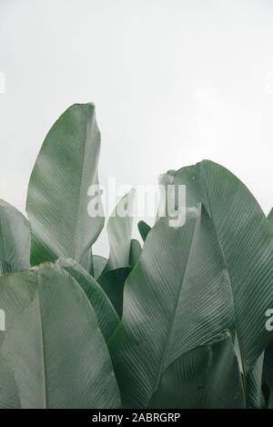 Green Palm Blätter Weiß Hintergrund Stockfoto