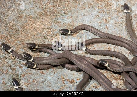 Ringelnatter (Natrix natrix). Jung, jugendlich, hatchlings, Dispergieren von Nest Website.) Überlebensstrategie. Stockfoto