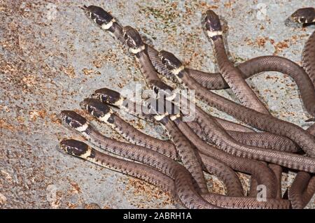 Ringelnatter (Natrix natrix). Jung, jugendlich, hatchlings, Dispergieren von Nest Website. Eine Überlebensstrategie. Stockfoto