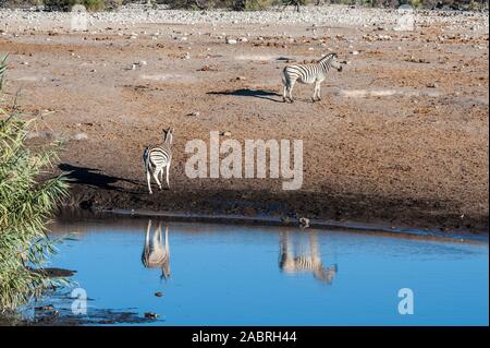 Eine Gruppe von Burchell's Zebra Gefilde - Equus quagga burchelli - in der Nähe einer Wasserstelle auf den Ebenen der Etosha Nationalpark, Namibia. Stockfoto