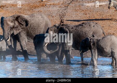 Eine Gruppe von afrikanischen Elefanten - Loxodonta Africana - trinken und ein Bad in einem Wasserloch. Etosha National Park, Namibia. Stockfoto