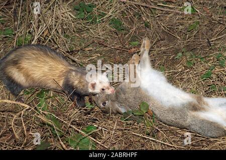 POLECAT FRETTCHEN Mustela putorius furo ziehen Kaninchen Beute Oryctolagus cuniculus. Assistent der Wildhüter. Schädling, Schädlingsbekämpfung. GROSSBRITANNIEN Stockfoto