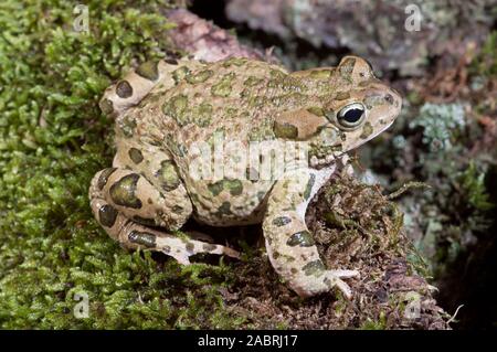 GRÜNE KRÖTE Bufoten (Bufo) viridis. Erwachsene. Profil. Definierte grüne Flecken Seite/Flanke Ansicht. Stockfoto