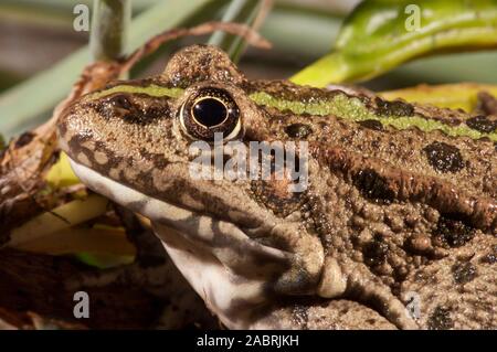 Sumpf oder LACHEN FROG Pelophylax ridibundus (Rana). UK. Stockfoto