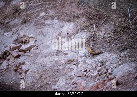 Malte Sandgrouse oder Pterocles Abart in der Nähe der Wasserstelle auf den Durst im Winter an jhalana Forest Reserve, Jaipur, Rajasthan, Indien Stockfoto